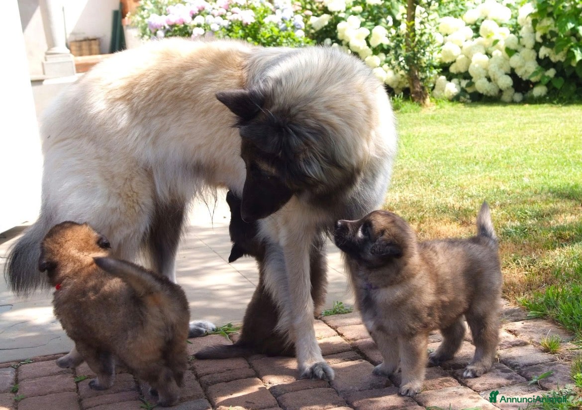Pastore Belga cani Vendita cuccioli pastore belga tervueren - Annuncio 1
