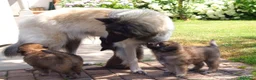 Pastore Belga cani in vendita: Vendita cuccioli pastore belga tervueren a Provincia di Brescia - Annuncio 1