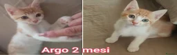 Altre razze gatti in regalo: GATTINI ABBANDONATI: EMERGENZA  a Città metropolitana di Milano - Annuncio 11
