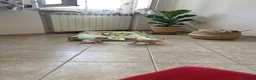 Chihuahua cani in vendita: Chihuahua  - Annuncio 3