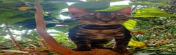 Bengala gatti in vendita: Gatto Bengala Maschio Brown black Spotted  - Annuncio 2