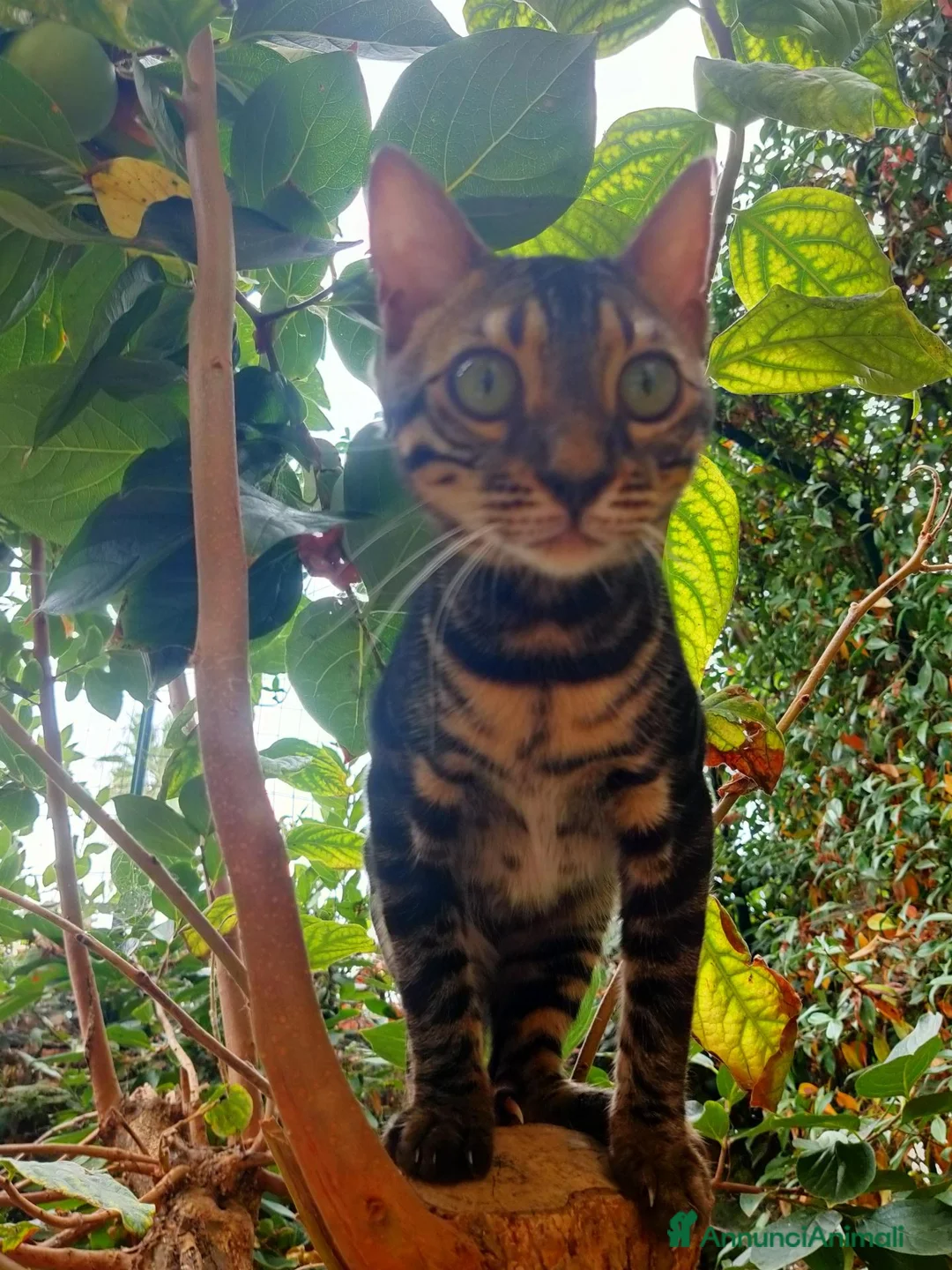 Bengala gatti in vendita: Gatto Bengala Maschio Brown black Spotted  - Annuncio 2