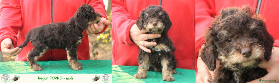 Lagotto cani in vendita: Lagotto romagnolo - cuccioli - Annuncio 4