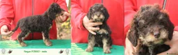 Lagotto cani in vendita: Lagotto romagnolo - cuccioli - Annuncio 4