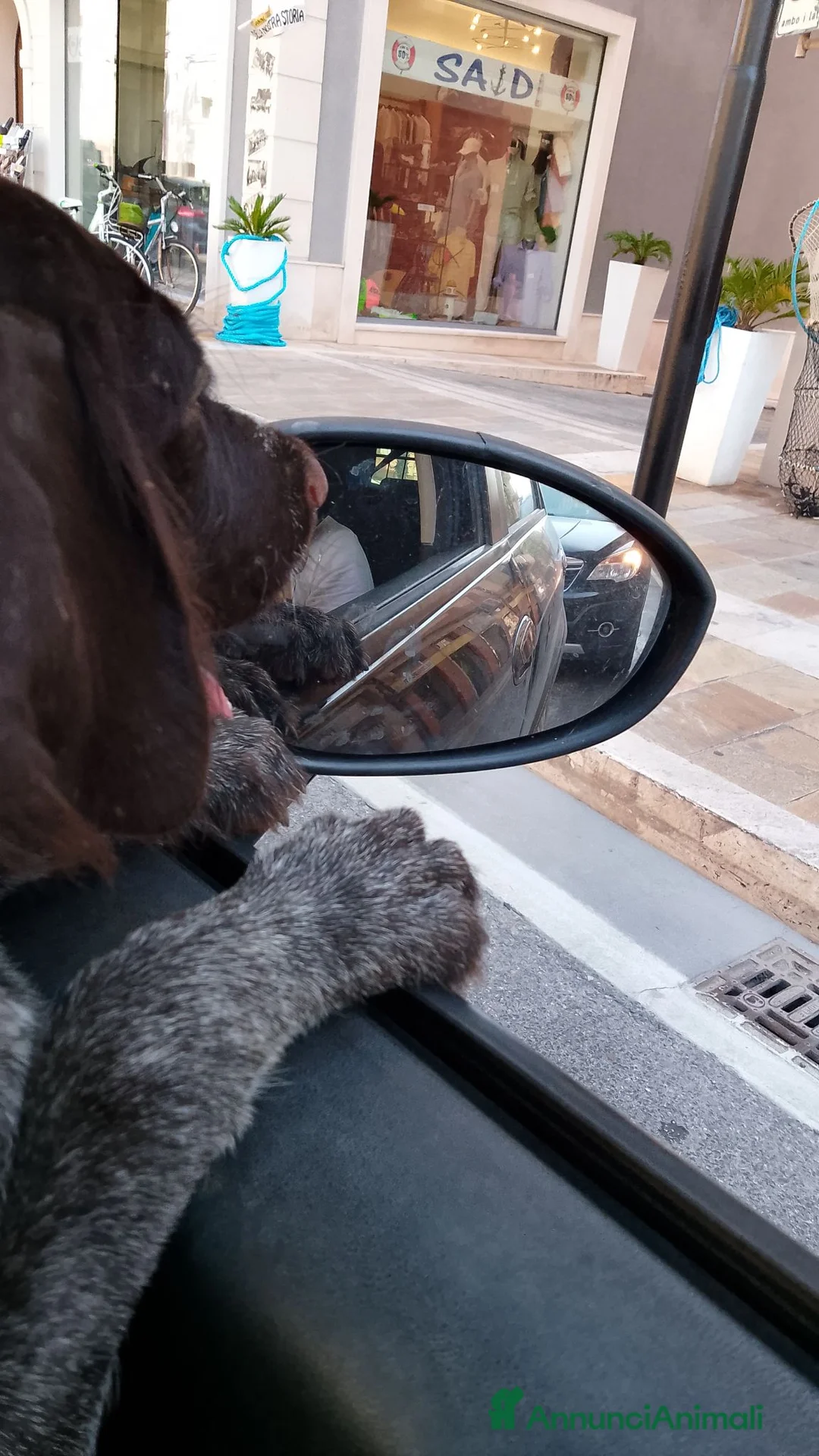 Drahthaar cani in vendita: Cuccioli di Drathaar a Provincia di Macerata - Annuncio 2