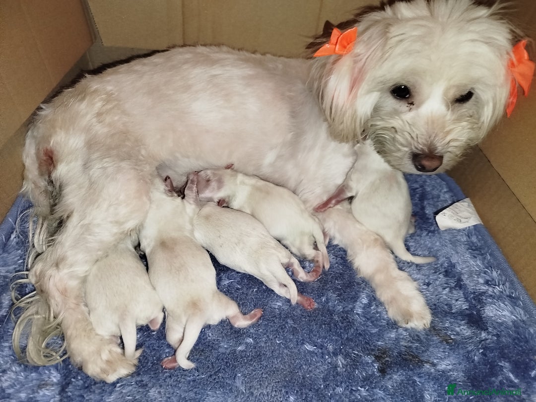 Maltese cani in vendita: Cucciole di maltese - Annuncio 7