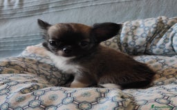 Chihuahua cani in vendita: cuccioli di cihuahua a pelo lungo a Molinella - Immagine 8