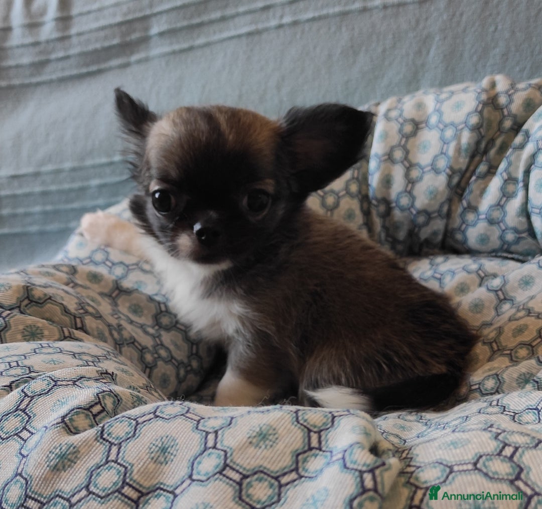 Chihuahua cani in vendita: cuccioli di cihuahua a pelo lungo a Molinella - Immagine 8