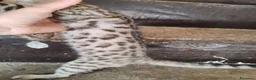 Bengala gatti in vendita: Gatto del Bengala cuccioli  - Annuncio 13