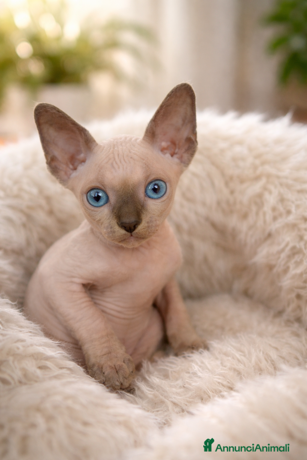 Sphynx gatti Spyinx  - Annuncio 1