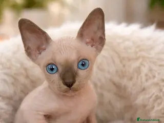 Sphynx gatti Spyinx - Annuncio 1