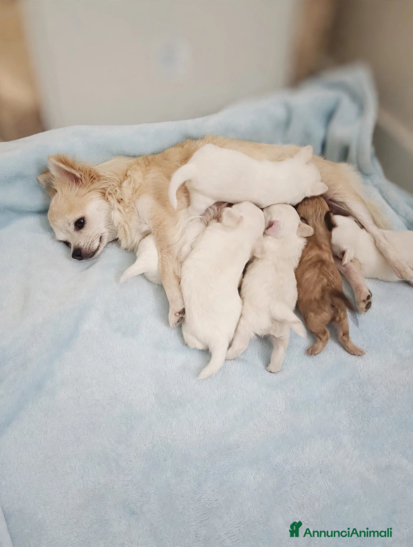 Chihuahua cani Chihuahua maschi - Annuncio 2