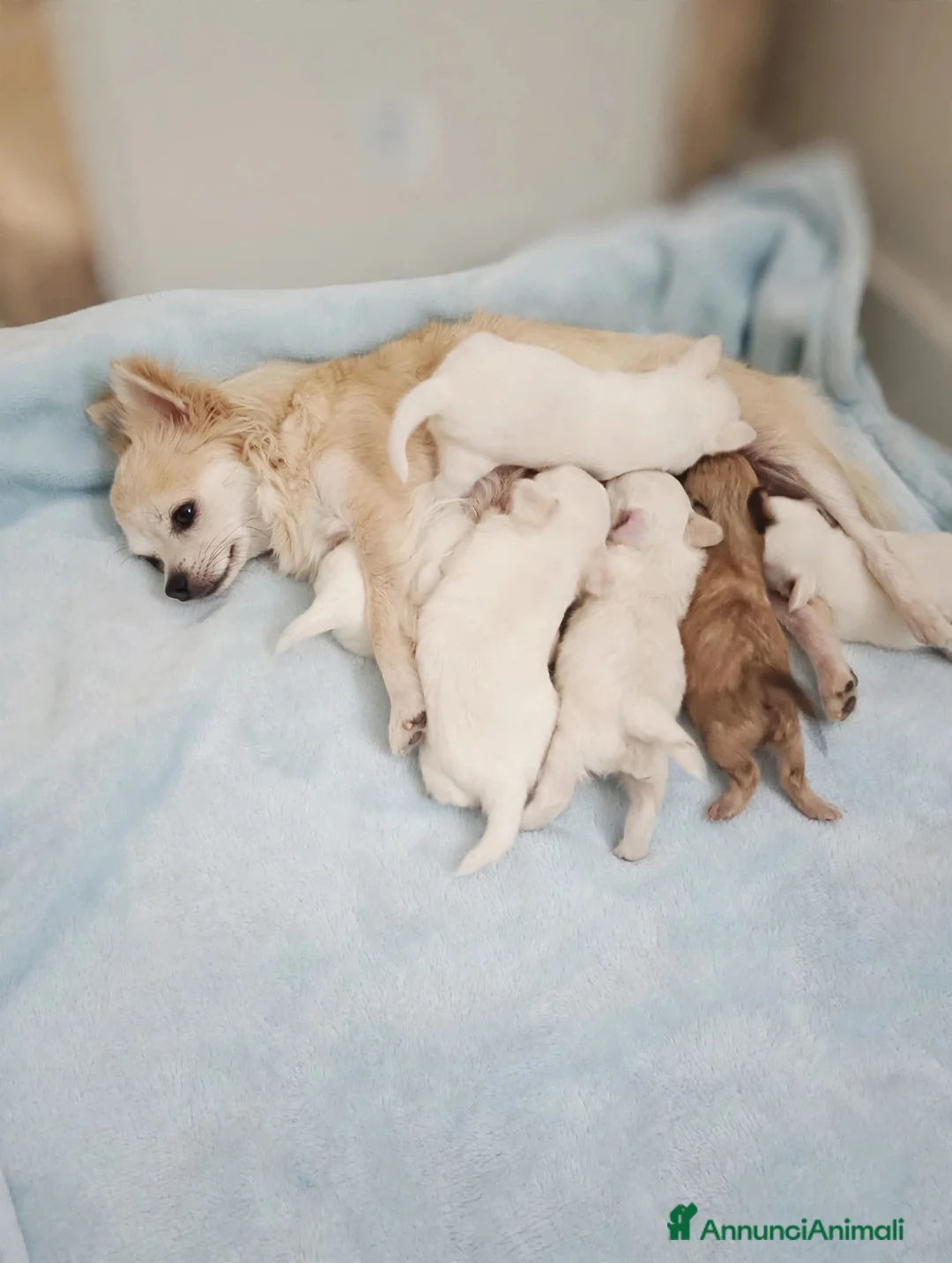 Chihuahua cani in vendita: Chihuahua maschi - Annuncio 2
