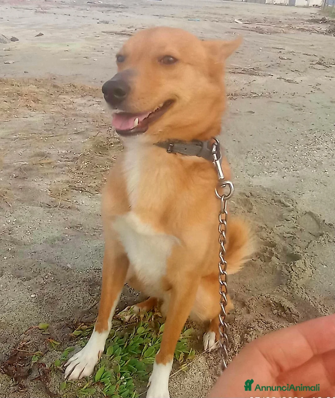 Meticcio cani in regalo: NINA TAGLIA PICCOLA  - Annuncio 4