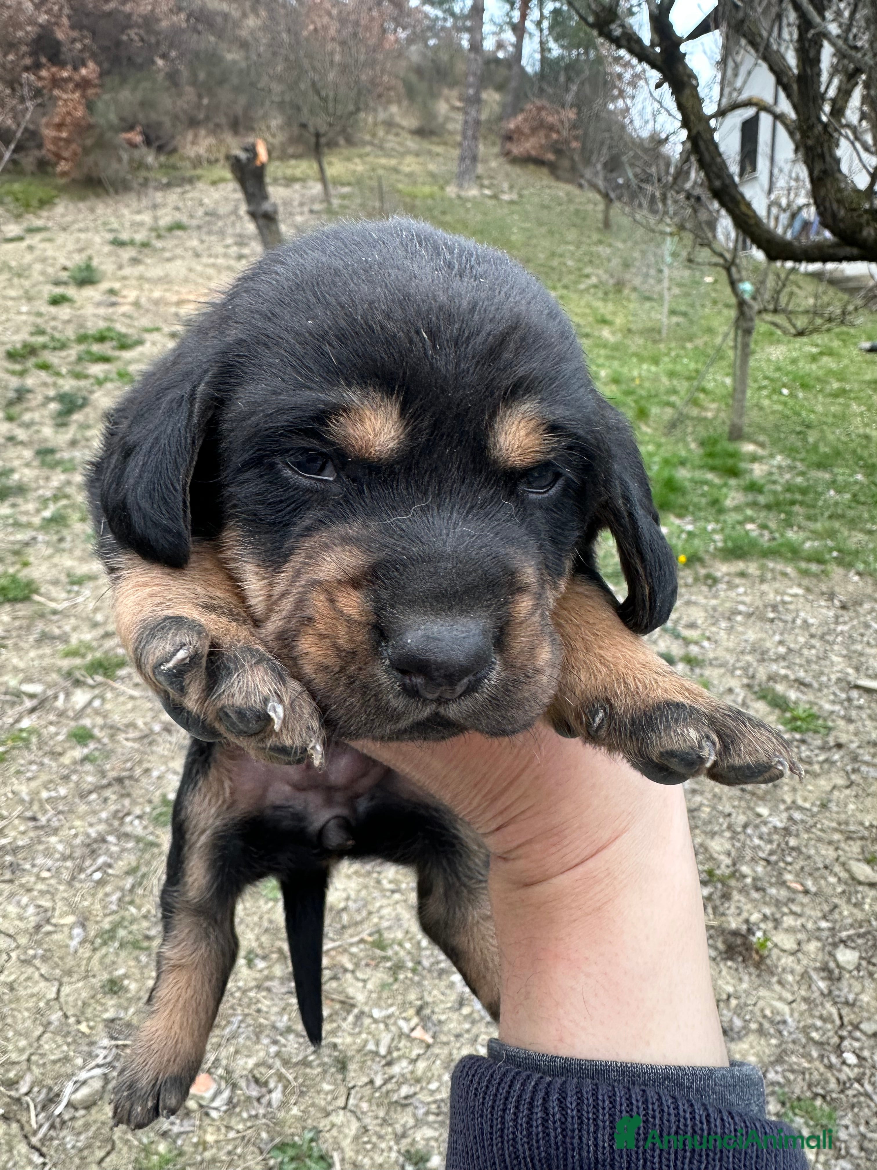 Meticcio cani 2 cuccioli meticci - Annuncio 18