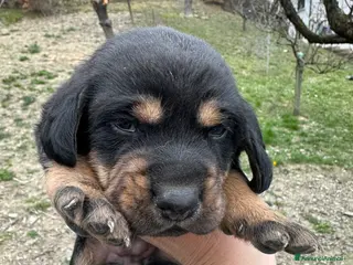 Meticcio cani 2 cuccioli meticci - Annuncio 18