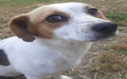 Jack Russell cani in regalo: Masha incrocio jack russell 2 anni cerca adozione - Immagine 7