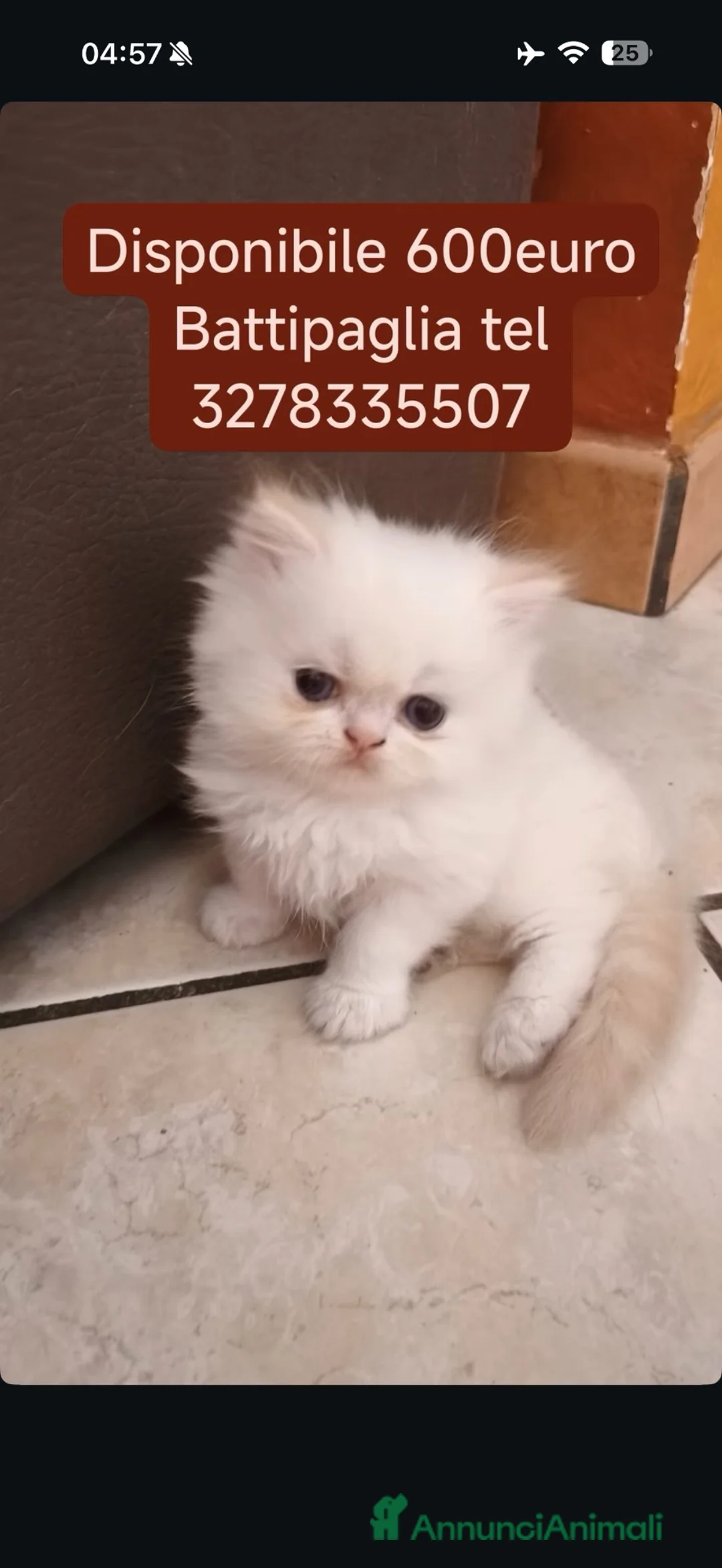 Persiano gatti in vendita: Vendo gatto persiano  - Annuncio 1