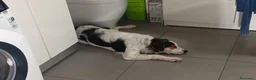 Meticcio cani in regalo: Cucciolo meticcio 9 mesi cerca famiglia dinamica  a Provincia di Padova - Annuncio 4