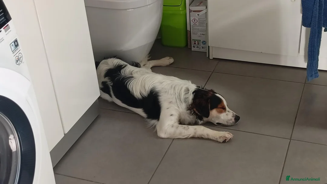 Meticcio cani in regalo: Cucciolo meticcio 9 mesi cerca famiglia dinamica  a Provincia di Padova - Annuncio 4