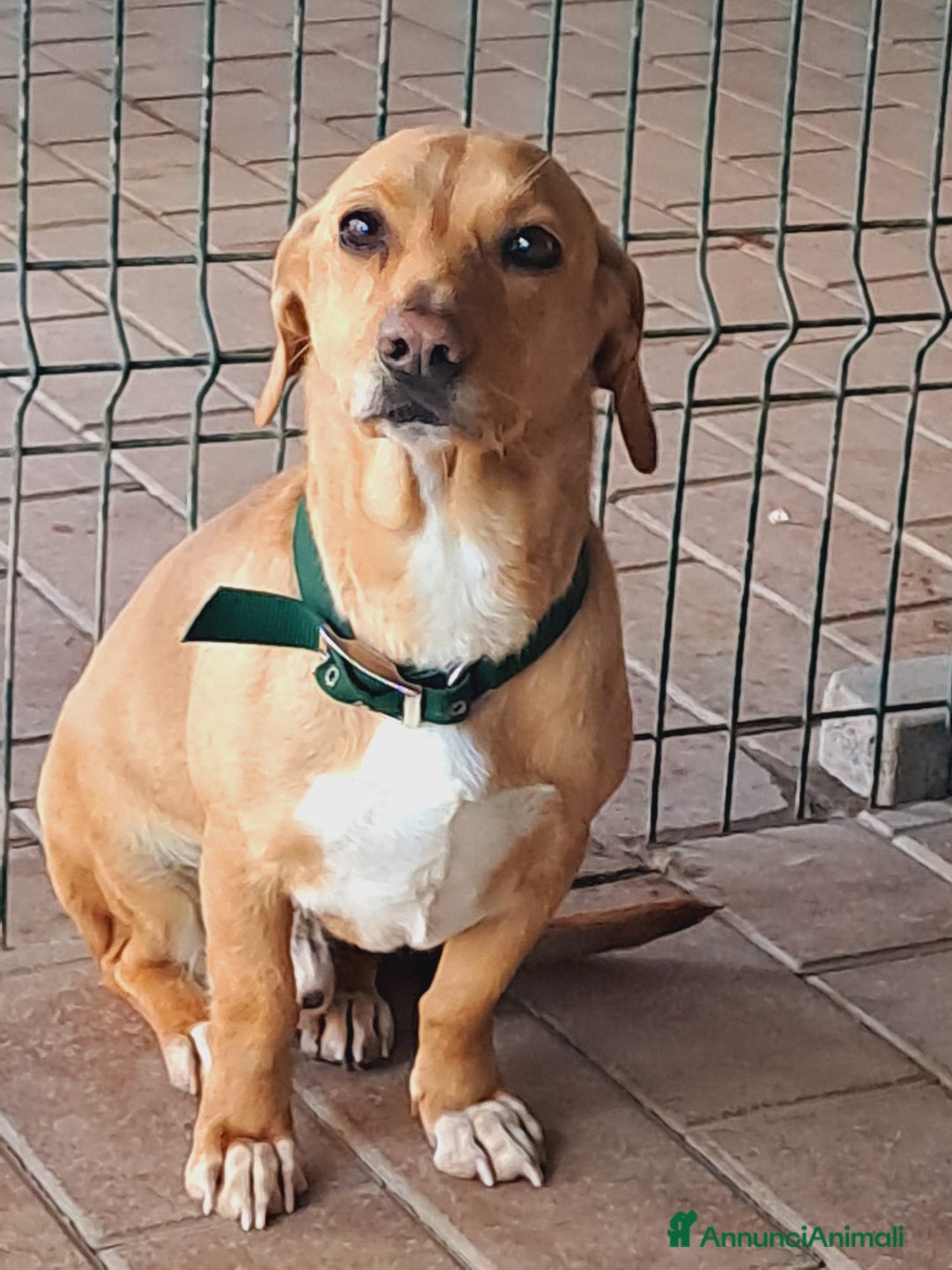 Altre razze cani in regalo: Mignolo, piccolo cagnolino cerca famiglia  a Città metropolitana di Roma Capitale - Annuncio 2