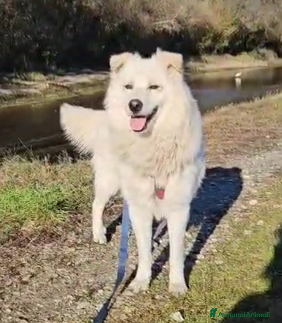 Meticcio cani in regalo: Bubu quasi 4anni tg media salvato 1anno fa  NOVARA a Città metropolitana di Milano - Annuncio 5