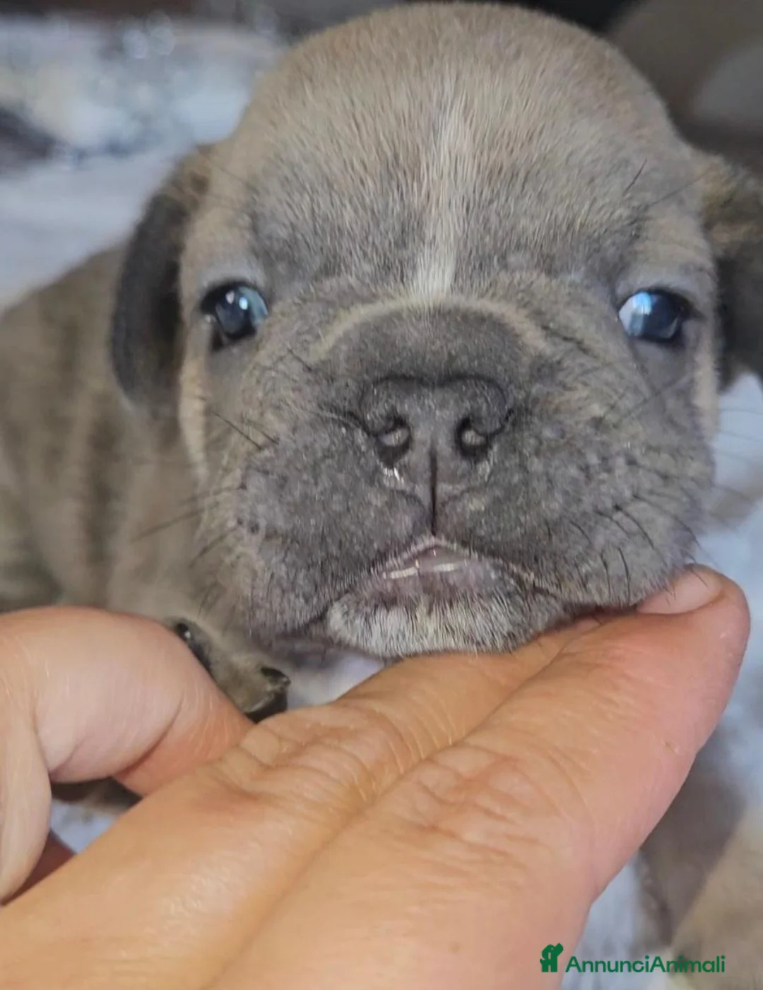 Bulldog Francese cani in vendita: Bulldog francese  a Città Metropolitana di Bologna - Annuncio 1