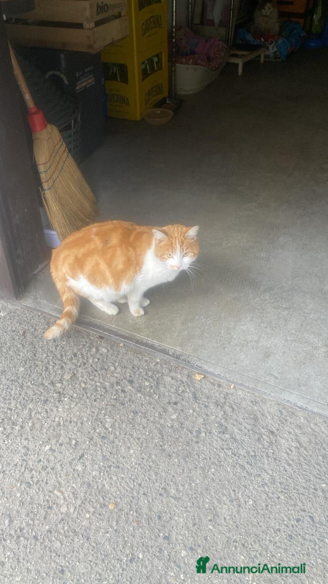 Meticcio gatti in regalo: GATTI/E - Annuncio 4