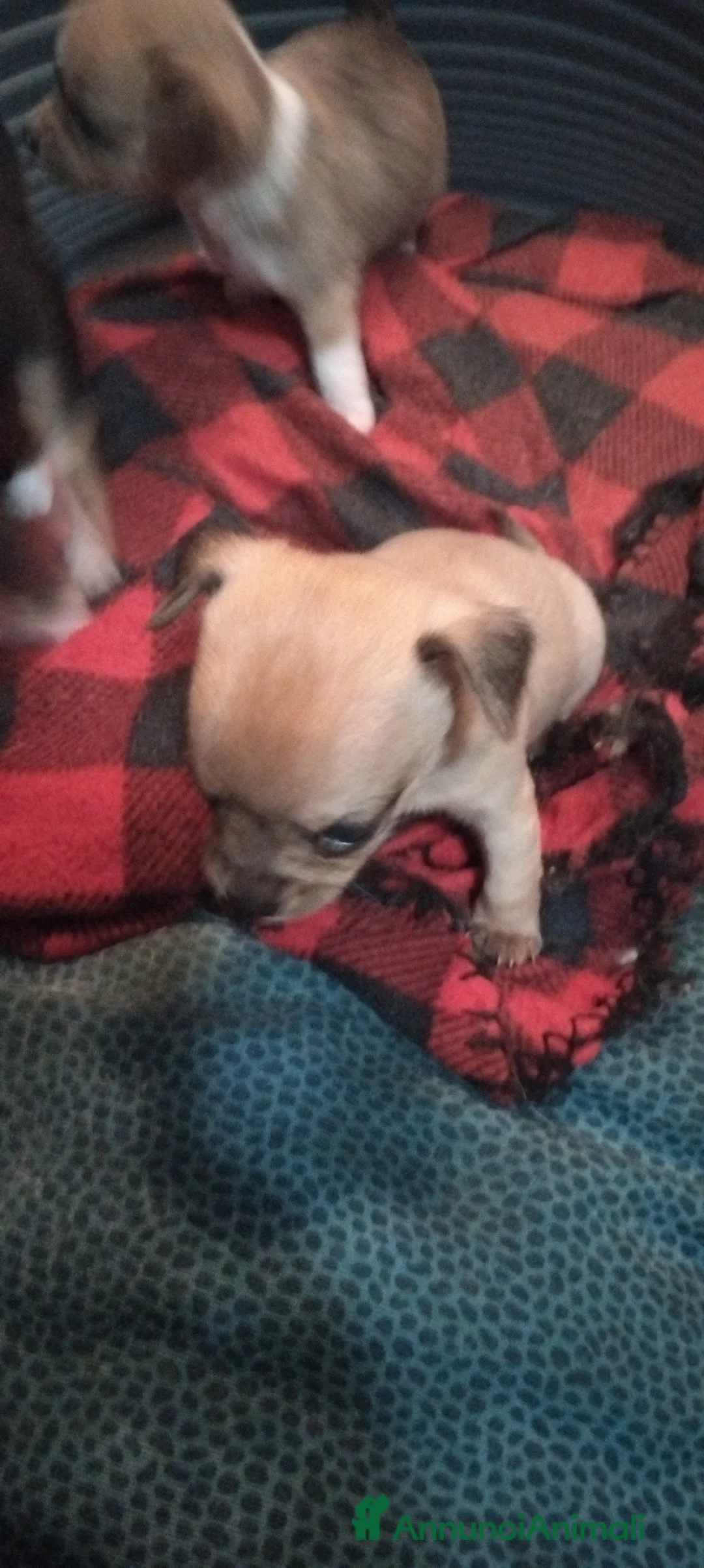 Chihuahua cani in vendita: Cuccioli di Chihuahua - Annuncio 4