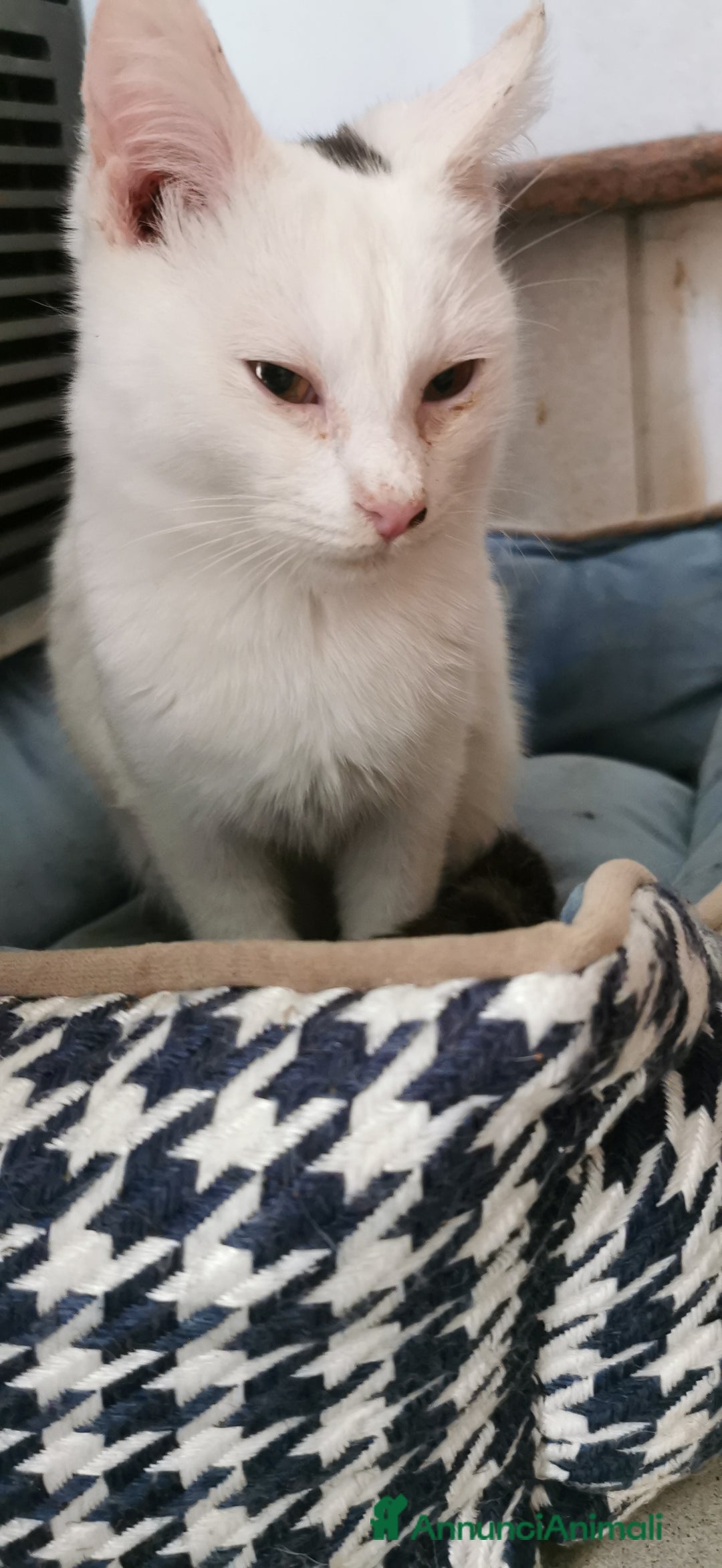 Meticcio gatti in regalo: Gattino Maschio Bianco - Annuncio 2