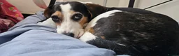 Meticcio cani in regalo: CUCCIOLI ABBANDONATI: EMERGENZA  a Città metropolitana di Milano - Annuncio 2