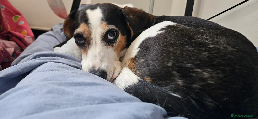 Meticcio cani in regalo: CUCCIOLI ABBANDONATI: EMERGENZA  a Città metropolitana di Milano - Annuncio 2