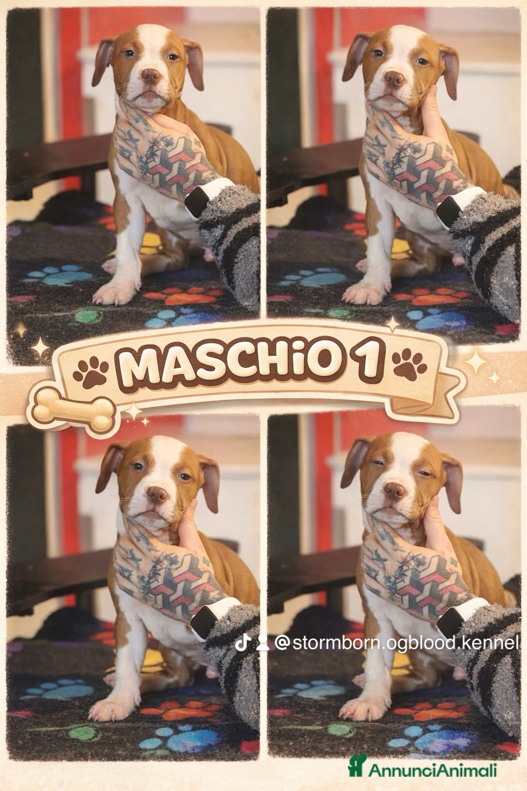 Pitbull cani in vendita: Cuccioli di Pit Bull con pedigree anche a rate - Annuncio 9