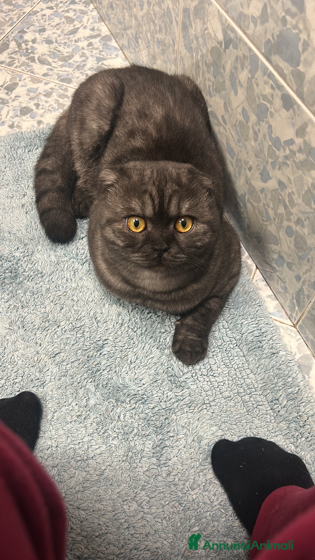 Scottish gatti per accoppiamento: Fluffy cerca fidanzata - Annuncio 5