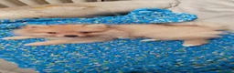 Spitz cani in vendita: Cuccioli Spitz piccolo - Annuncio 2