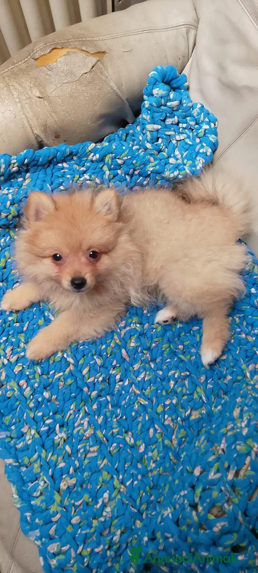 Spitz cani in vendita: Cuccioli Spitz piccolo - Annuncio 2