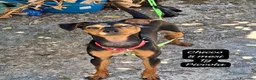 Meticcio cani in regalo: Trovatelli cercano urgentemente casa a Provincia di Monza e della Brianza - Annuncio 3