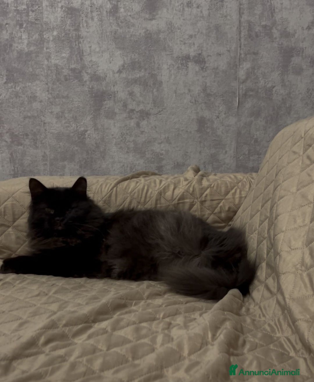 Meticcio gatti in regalo: Coppia di gattini fratelli e sorella - Annuncio 2