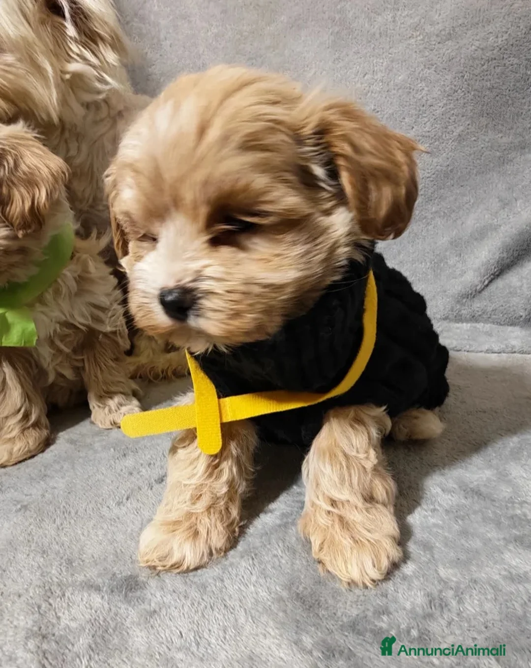 Maltipoo cani in vendita: Cuccioli di Maltipoo toy a Provincia di Como - Annuncio 2