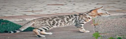 Bengala gatti in vendita: Stupenda cucciola di gatto Bengala 3 mesi - Annuncio 6