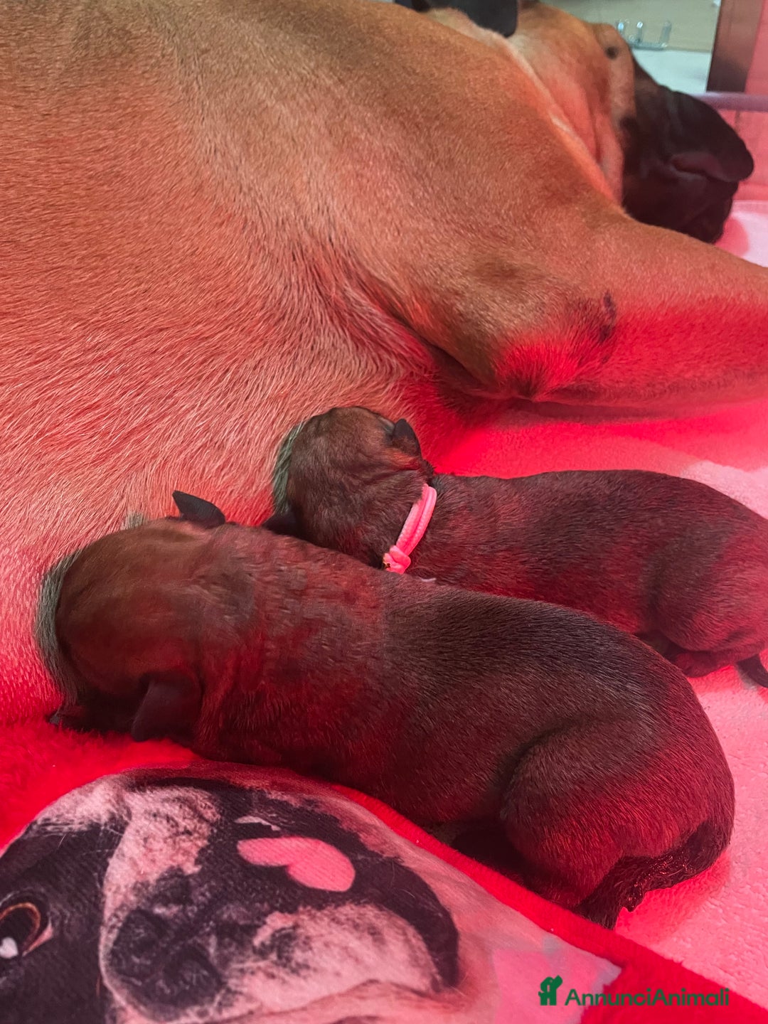 Bullmastiff cani in vendita: Cuccioli Bullmadtiff - Annuncio 5