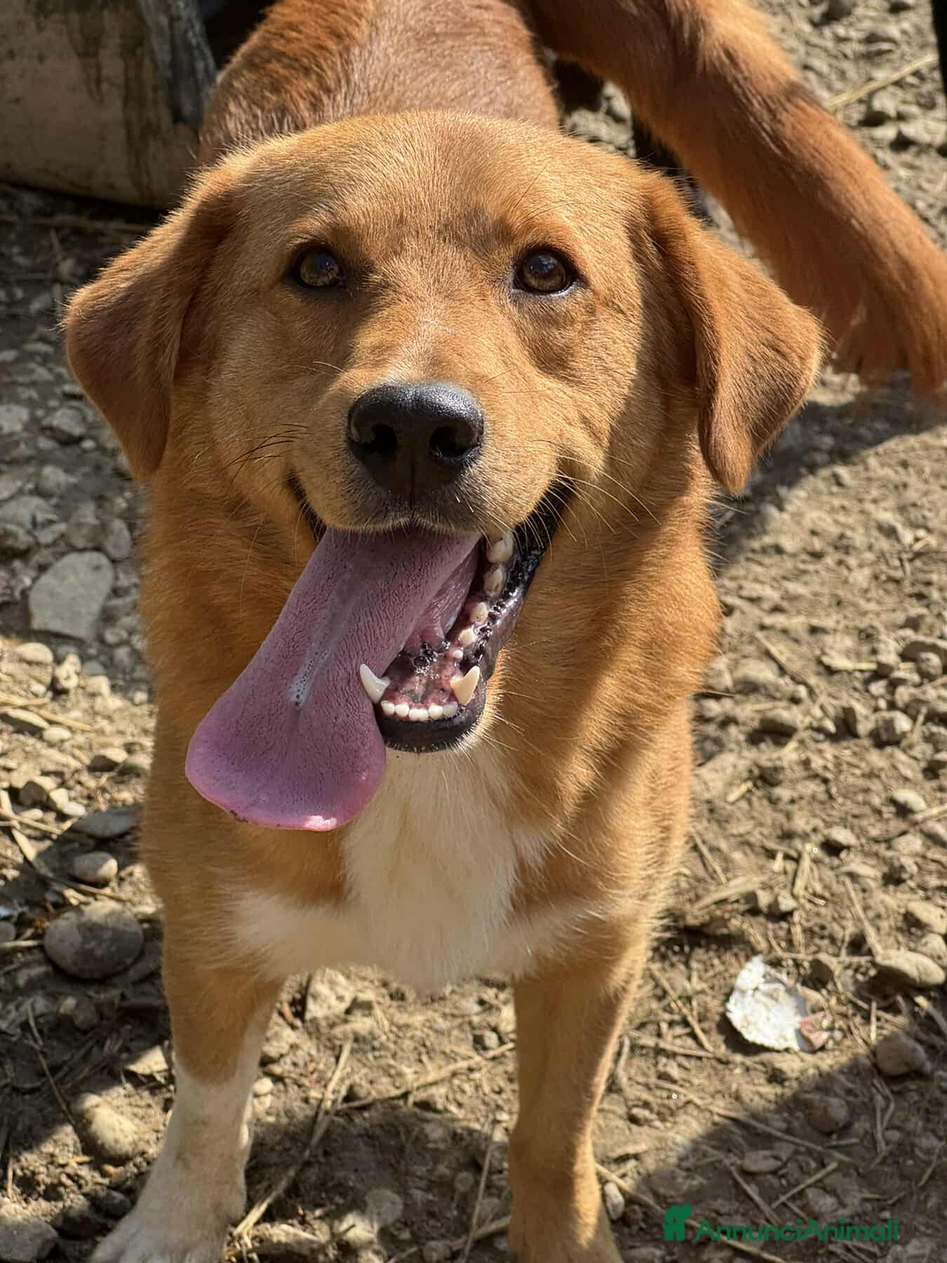 Meticcio cani LENNY, cucciolone DOLCISSIMO chiuso in canile! - Annuncio 17