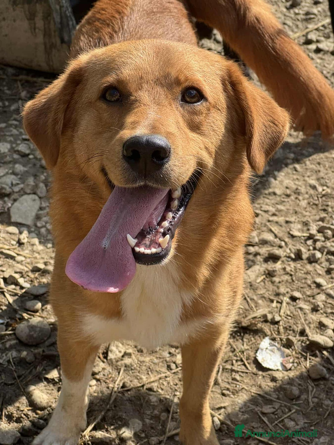 Meticcio cani in regalo: LENNY, cucciolone DOLCISSIMO chiuso in canile! - Annuncio 1