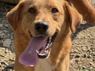 Meticcio cani LENNY, cucciolone DOLCISSIMO chiuso in canile! - Annuncio 35