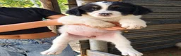 Meticcio cani in regalo: Mulan, taglia grande! (2 mesi)  - Annuncio 1