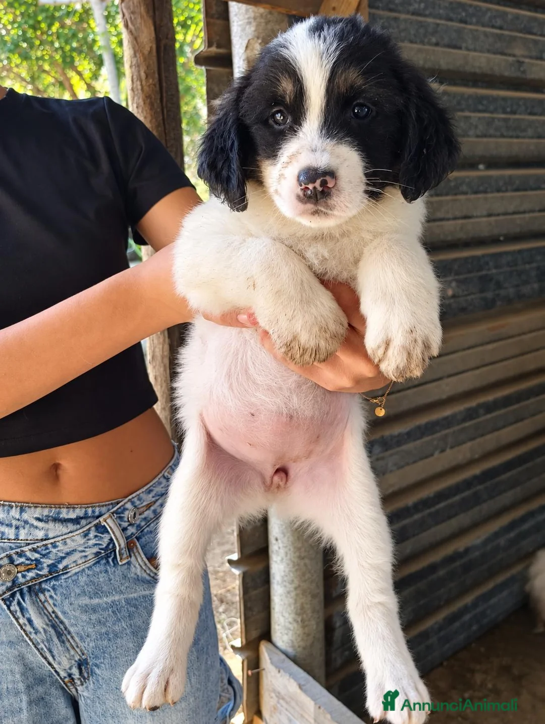 Meticcio cani in regalo: Mulan, taglia grande! (2 mesi)  - Annuncio 1