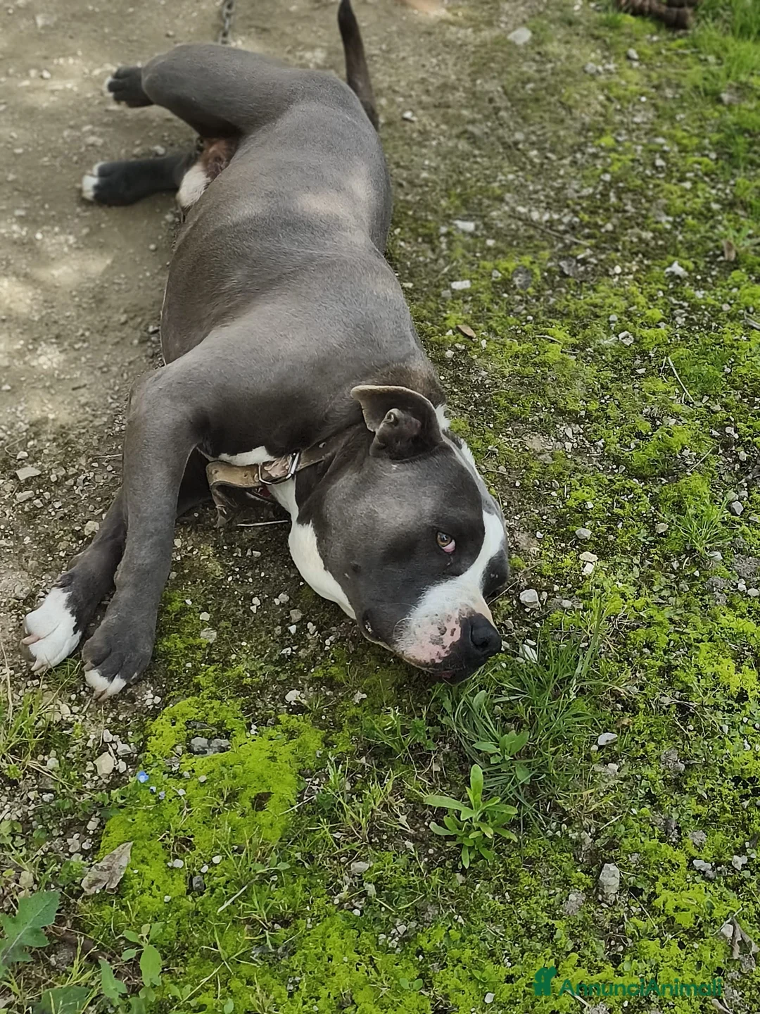 Pitbull cani in regalo: Cagnolino amstaff - Annuncio 2