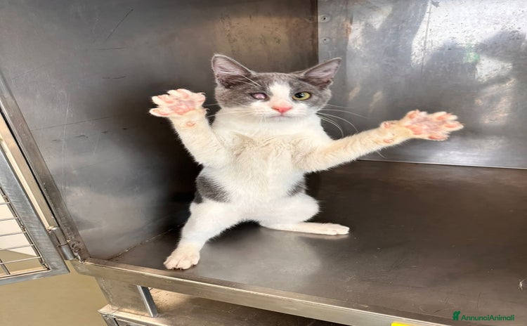 Meticcio gatti Poldo - Annuncio 1