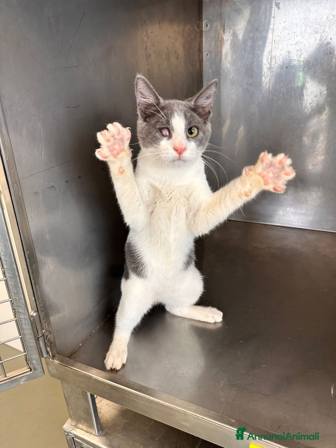 Meticcio gatti in regalo: Poldo - Annuncio 1