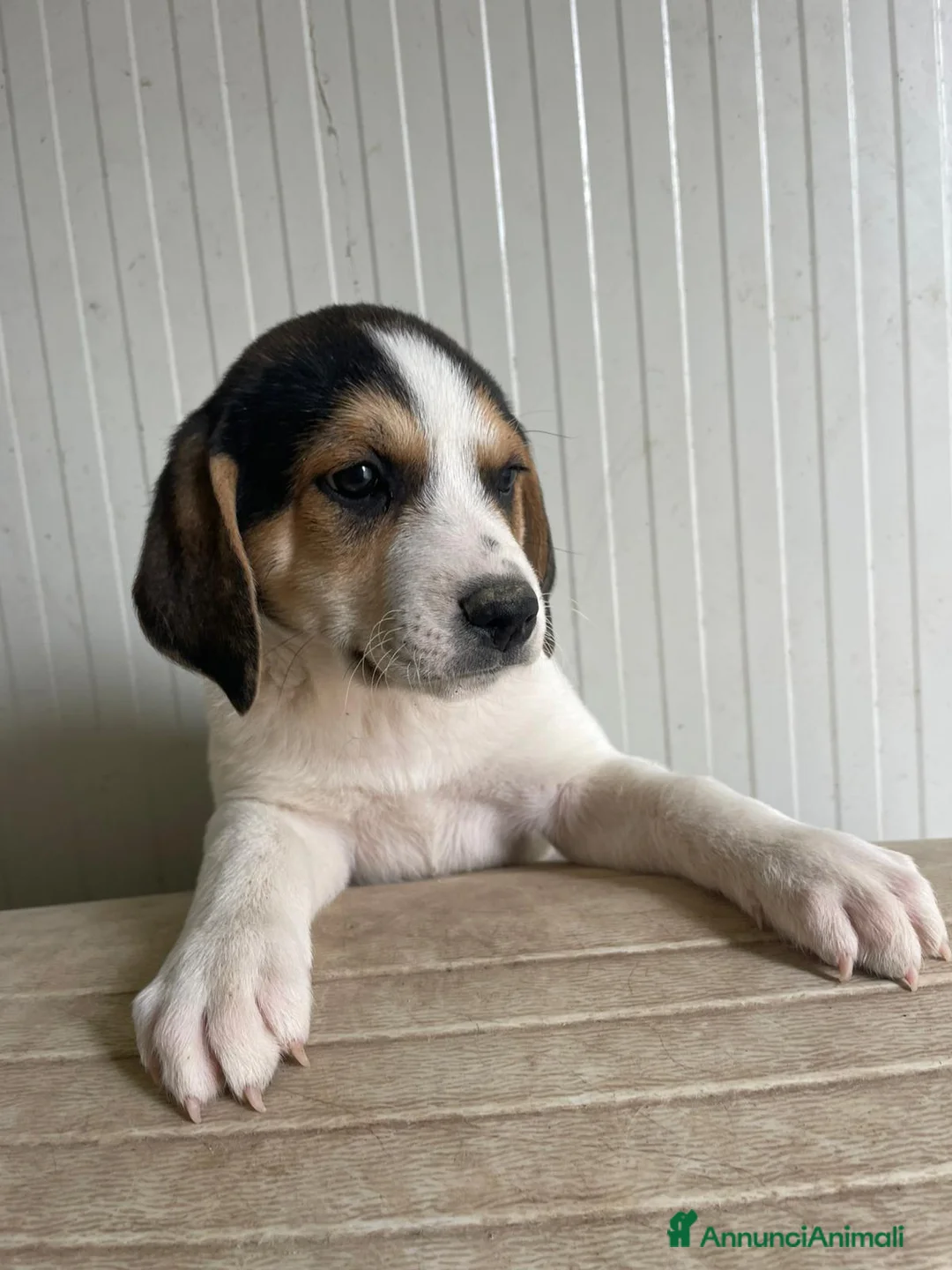 Meticcio cani in regalo: ORIONE ASPETTA TE - Annuncio 1